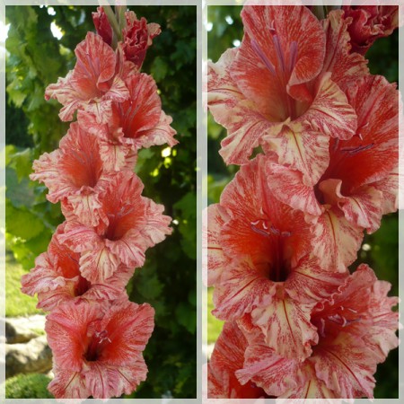 BELLATRIX EXOTIC
